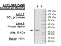 3CL Protease, His-tag (SARS-CoV-1) Recombinant – Figure 1 of 2