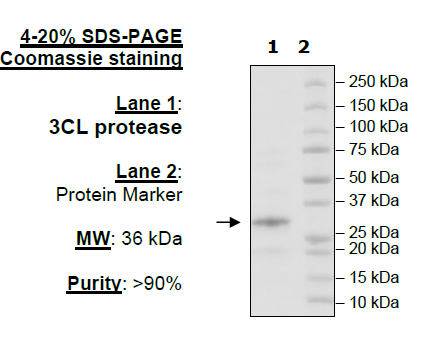 3CL Protease, His-tag (SARS-CoV-1) Recombinant – Figure 1 of 2
