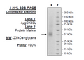 OX40L, His-Avi-Tag Recombinant – Figure 1 of 1