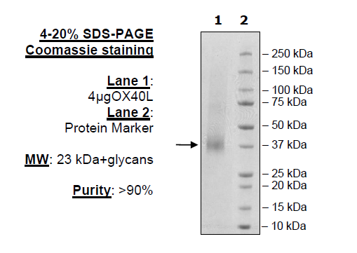 OX40L, His-Avi-Tag Recombinant – Figure 1 of 1