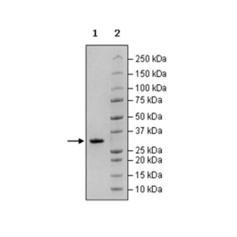 3CL Protease (SARS-CoV-2) Recombinant – Figure 1 of 3