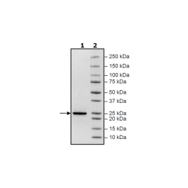 KRAS (G12R), Isoform B, His-Tag (Sf9-derived) Recombinant – Figure 1 of 1