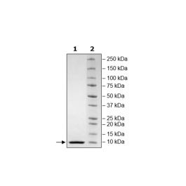NSP7, His-tag (SARS-CoV-2) Recombinant – Figure 1 of 1