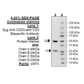 Anti-CD20-Anti-CD3 Bispecific Antibody – Figure 1 of 3