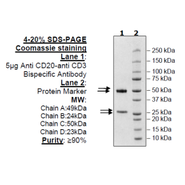 Anti-CD20-Anti-CD3 Bispecific Antibody – Figure 1 of 3