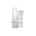 KRAS (G12R), Isoform A, His-Tag (E. coli-derived) Recombinant – Figure 1 of 1