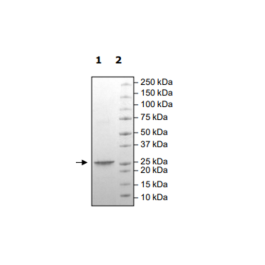 KRAS (G12R), Isoform A, His-Tag (E. coli-derived) Recombinant – Figure 1 of 1