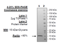 TGFβ1, Avi-Tag, Biotin-labeled Recombinant – Figure 1 of 1