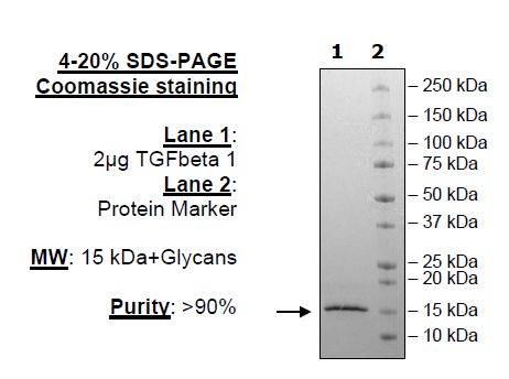 TGFβ1, Avi-Tag, Biotin-labeled Recombinant – Figure 1 of 1