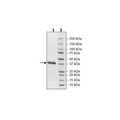Spike S1 RBD (V483A), Avi-His-tag (SARS-CoV-2) Recombinant – Figure 1 of 1