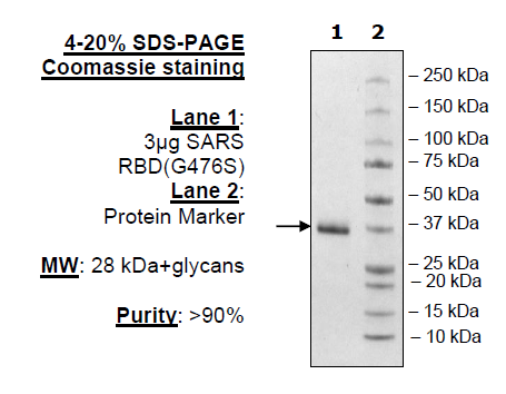 Spike S1 RBD (G476S), Avi-His-tag (SARS-CoV-2) Recombinant – Figure 1 of 2