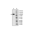 Neuropilin-1, Avi-His-Tag Recombinant – Figure 1 of 1