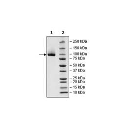 Neuropilin-1, Avi-His-Tag Recombinant – Figure 1 of 1