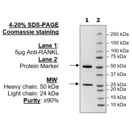 Anti-RANKL Neutralizing Antibody – Figure 1 of 3