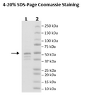 FGFR3 (N540K) His-Tag (Dephosphorylated) Recombinant – Figure 1 of 1