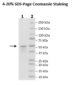 FGFR3 (N540K) His-Tag (Dephosphorylated) Recombinant – Figure 1 of 1
