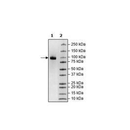 Neuropilin-1, Avi-His-Tag, Biotin-labeled, HiP™ Recombinant – Figure 1 of 2