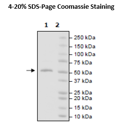 FGFR3 (397-806(end)), His-Avi-Tag, Biotin-labeled Recombinant – Figure 1 of 2