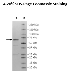 PDK3, GST-Tag Recombinant – Figure 1 of 1