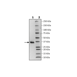 Spike S1 RBD, His-Avi-Tag, Biotin-Labeled (SARS-CoV-2) Recombinant – Figure 1 of 2