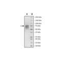CD55, Avi-His-Tag, HiP™ Recombinant – Figure 1 of 2