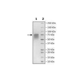 CD55, Avi-His-Tag, HiP™ Recombinant – Figure 1 of 2