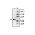 PTPRQ, His-Tag Recombinant – Figure 1 of 1