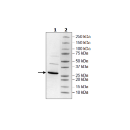 PTPRQ, His-Tag Recombinant – Figure 1 of 1