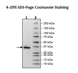 CD38, His-Tag (Dog) Recombinant – Figure 1 of 2