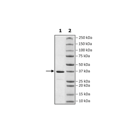 ORF9b, GST-Tag (SARS-CoV-2) Recombinant – Figure 1 of 1