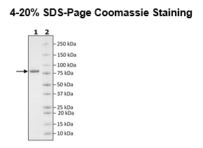 DGKa, His-Avi-Tag, Biotin-Labeled Recombinant – Figure 1 of 2
