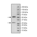 Anti-CD19 IgG Antibody – Figure 1 of 2