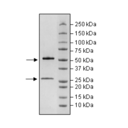 Anti-CD19 IgG Antibody – Figure 1 of 2