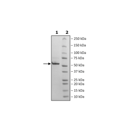 Nucleocapsid Protein (B.1.351, Beta Variant), Avi-His-Tag (SARS-CoV-2) Recombinant – Figure 1 of 1