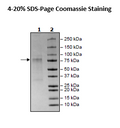 ANGPT2, Avi-His-Tag (Mouse) Recombinant – Figure 1 of 1