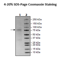 ANGPT2, Avi-His-Tag (Mouse) Recombinant – Figure 1 of 1