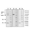 ROR1, Fc-Fusion (lgG1)-Avi-Tag, PE-labeled Recombinant – Figure 1 of 1