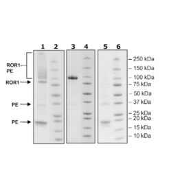 ROR1, Fc-Fusion (lgG1)-Avi-Tag, PE-labeled Recombinant – Figure 1 of 1