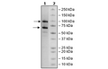 CDK12 (696-1082)/CyclinK, GST-Tags, Recombinant – Figure 1 of 2