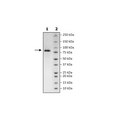 CD5, Fc-Fusion, Avi-Tag, HiP™ Recombinant – Figure 1 of 2