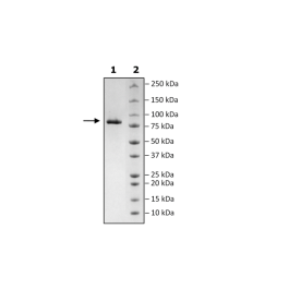 CD5, Fc-Fusion, Avi-Tag, HiP™ Recombinant – Figure 1 of 2