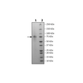 CD5, Fc Fusion, Avi-Tag, Biotin-labeled, HiP™ Recombinant – Figure 1 of 3