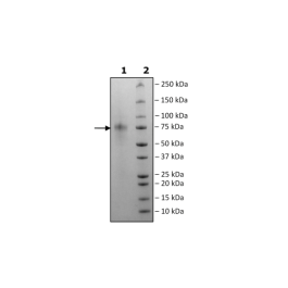 CD5, Fc Fusion, Avi-Tag, Biotin-labeled, HiP™ Recombinant – Figure 1 of 3