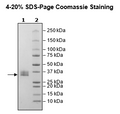 CLEC1A, His-Avi-Tag, Biotin-Labeled Recombinant – Figure 1 of 2