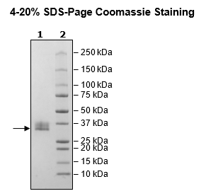 CLEC1A, His-Avi-Tag, Biotin-Labeled Recombinant – Figure 1 of 2