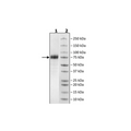 GFRAL, Fc Fusion, Avi-Tag Recombinant – Figure 1 of 1