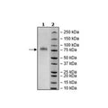 GFRAL, Fc Fusion, Avi-Tag, Biotin-Labeled Recombinant – Figure 1 of 4