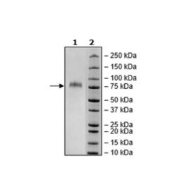 GFRAL, Fc Fusion, Avi-Tag, Biotin-Labeled Recombinant – Figure 1 of 4