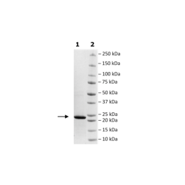 MSP1D1, His-Tag Recombinant – Figure 1 of 1