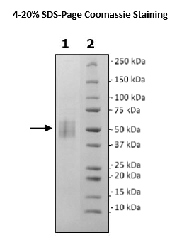 CD19, Avi-His-Tag Recombinant – Figure 1 of 1